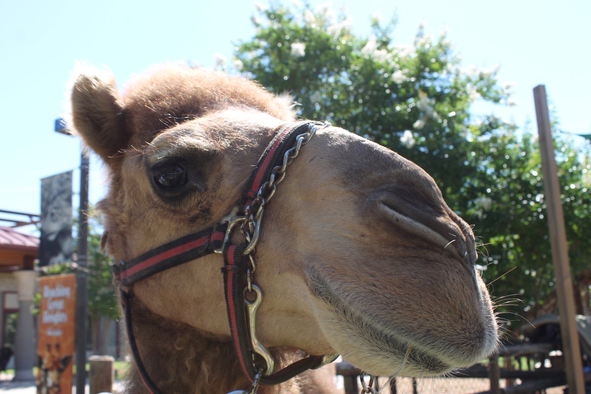 ChattCamel's tweet photo. Trying out some new selfie angles. How's this? #itme https://t.co/aVERr50DWL