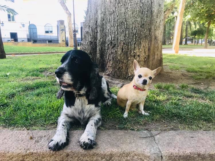 Trab_ConPerros's tweet photo. 👉🏼 Es importante establecer unas normas de convivencia con nuestros perros 🐕, así tanto ellos como nosotros disfrutaremos más del tiempo juntos, las salidas al parque, la interactuación con otros perros... y del día a día, en general.

¡Contacta con nosotros y te ayudamos! https://t.co/LsK6eCqeqf