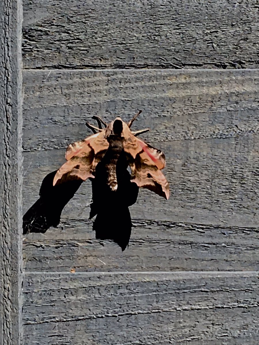 empprojects's tweet photo. Smerinthus ocellatus, the eyed hawk-moth #30DaysWild taking time out on our not so camouflage friendly ‘silver copse’ painted fence 🤭 https://t.co/aLFeYIYCJU