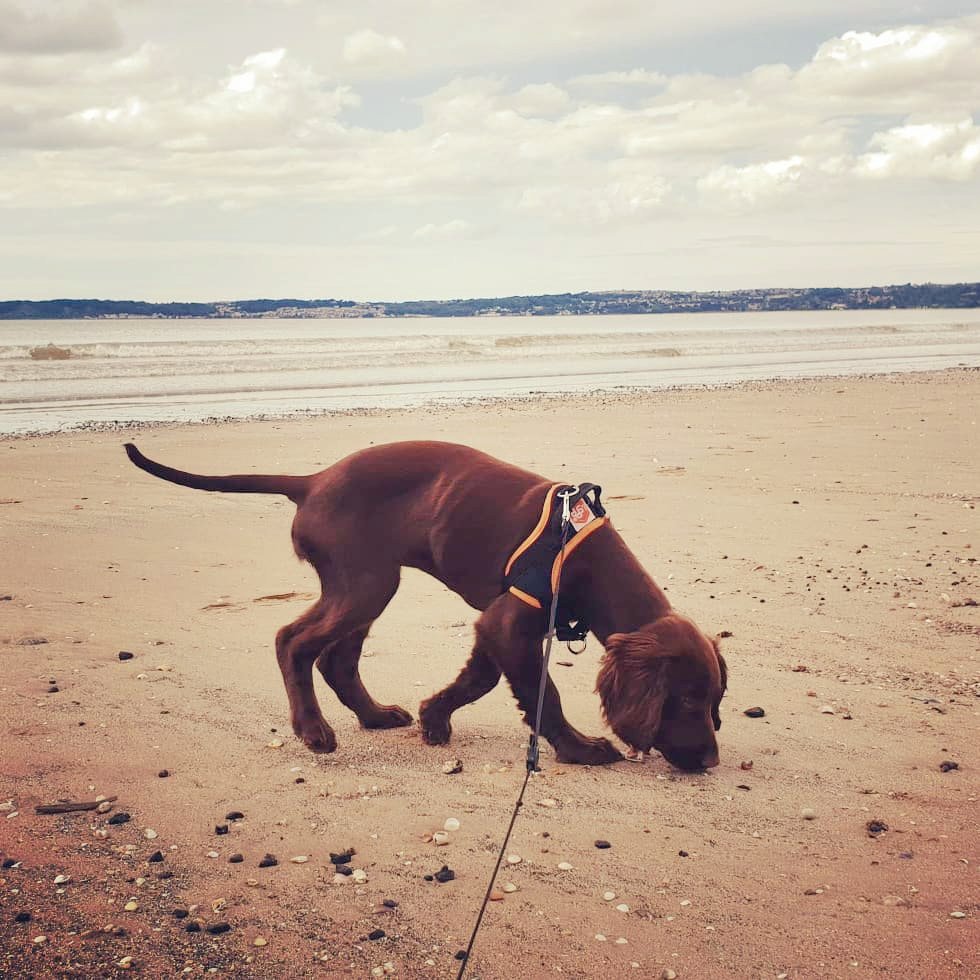PawsSwansea's tweet photo. We've had a #Great day #Caring for all these #Furbabies 💕

If you're in the #Swansea area and looking for a #DogWalker or #PetSitter then get in touch on 07903619508 or #Email info@pawsclawsswansea.co.uk

#Southwales #Animals #DogFriendly #Dogs #Cats #PetCare https://t.co/ot6b1mIQUC