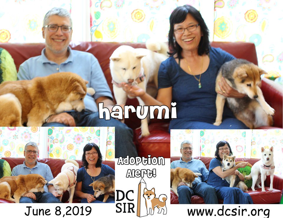 DCShibaRescue's tweet photo. #AdoptionAlert2019! Please join us in congratulating Harumi (now Cleo) on her adoption and welcome her pawrents to the rare but honored triple adopter club! https://t.co/A9Lzz9joOl #HappyTails #RescueSavesLives https://t.co/Ih18Pp7G0D