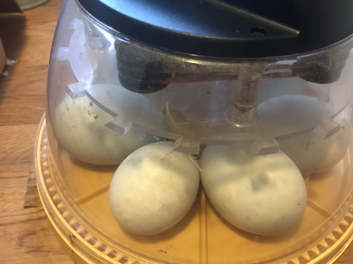 Andy Cowdall tweet media