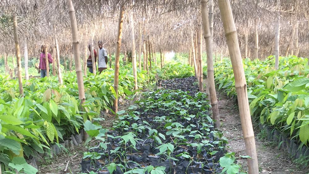 Nestle's tweet photo. Nestlé will distribute 2.6M forest tree seedlings through our Cocoa Forests Action Plan - for farmers to plant alongside cocoa: https://t.co/evgO2mD99H @WorldCocoa #stopdeforestation #NestléCocoaPlan #CFIAction https://t.co/GdJnZ5YTiF