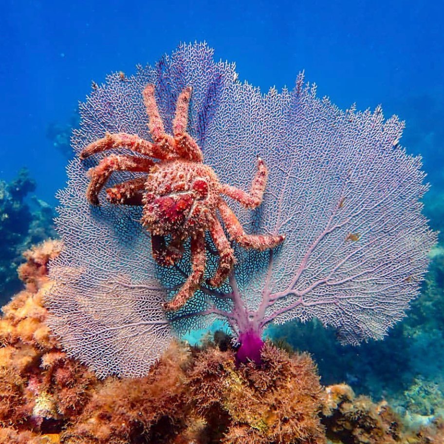 VisitJamaicaNow's tweet image. Jamaica has 1240 km2 of coral reef with about 64 hard coral species, 43 soft coral species and 8 black coral species- International Coral Reef Initiative, Jamaica.

📷 @SeascapeResort  #OneLove