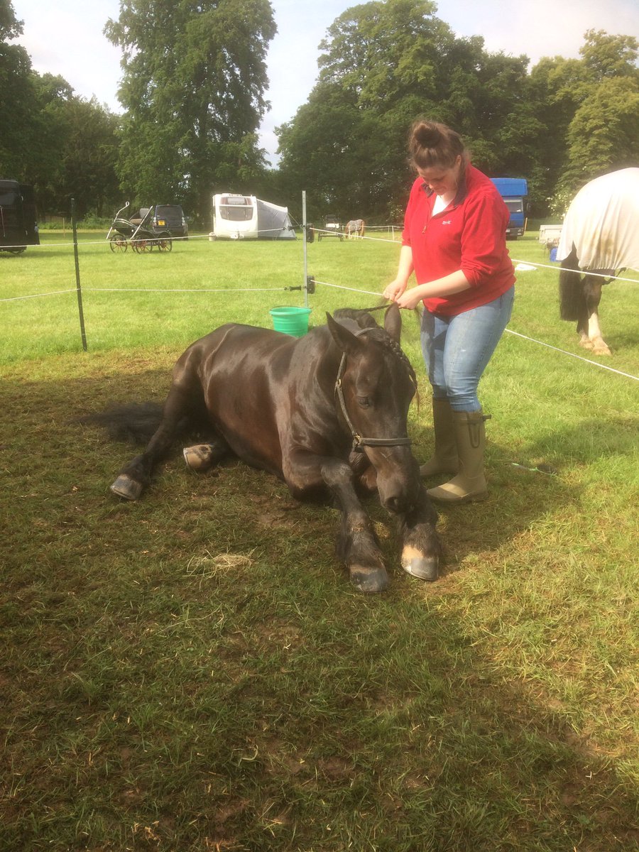 Chilled out horse being pampered before cross country at Locko Park <a href="/TheBenningtons/">Bennington Carriages</a> <a href="/bcarriagedrive/">British Carriagedriving</a> <a href="/DavidIHitchcock/">David Ian Hitchcock</a> <a href="/DWM_Photography/">David Wagstaff-Myers</a> <a href="/teamburtwood/">Emma & Tony Woodward</a> <a href="/SimpleSystemUK/">Simple System Horse Feeds</a> <a href="/TaraWilkinson01/">Tara Wilkinson</a> <a href="/britshdrivingsc/">British Driving Soc.</a> <a href="/Derbyshirecc/">Derbyshire CC</a>