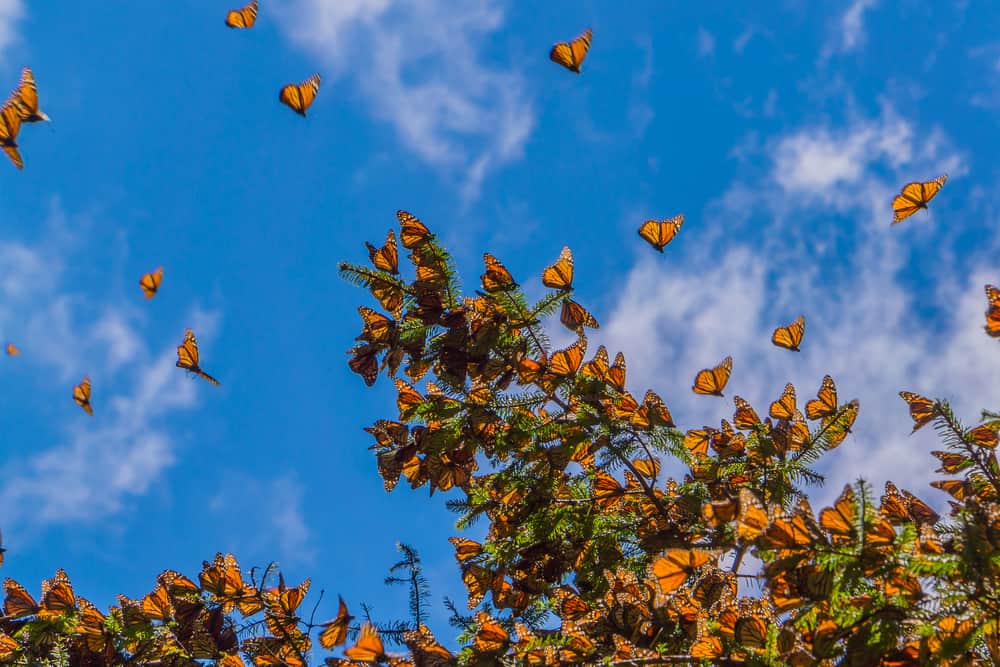 ecocolorstours's tweet photo. Enjoy our Monarch Butterfly Tour 🦋🌳💚 / Disfruta nuestro Tour Mariposa Monarca - > https://t.co/gIPcTAsHvO #Ecocolorstours https://t.co/XJ86a8jdnP