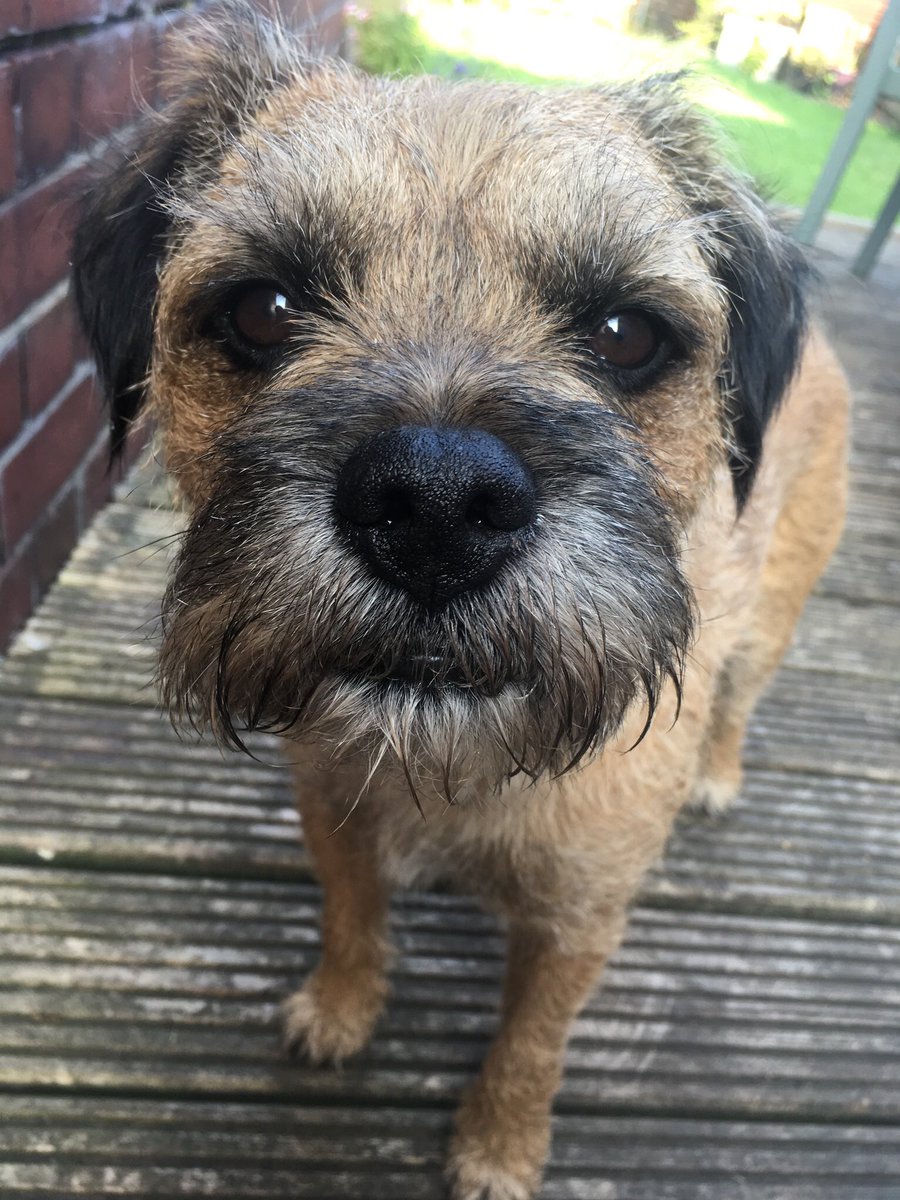 Riley_roo888's tweet image. So happy to be a brand new #BTPosse member. I’m Riley, I am 7 years big and lives in Yorkshire. One of my brothers is a cat but don’t judge, he finks he’s a border terrier anyways 😃🐾