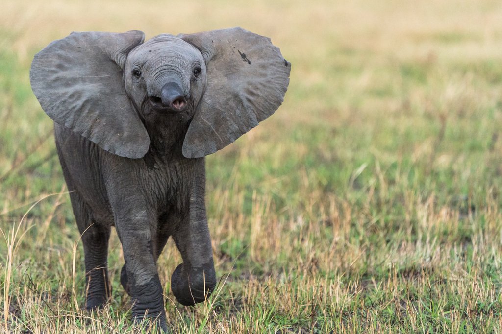 LionWorldTravel's tweet image. Little elephant on the run @SabiSabiReserve. So cute you could just give it a huge hug. (But please don't!) Why not take your family on a vacation to see an elephant family? bit.ly/2DJSMuH