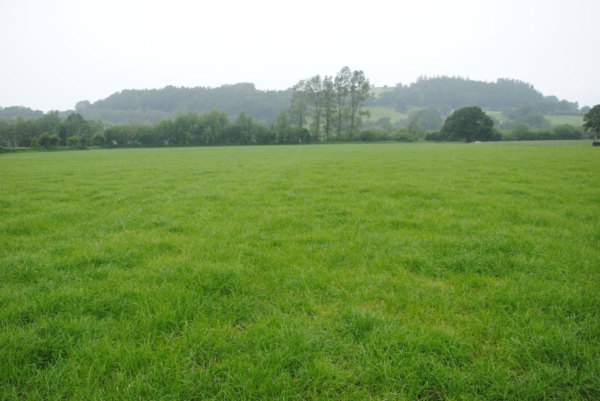 Probably the best Dock control I have ever seen. Before and after at Coleg Sir Gar (Gelli Aur). Applied 15th May, courtesy of David Jones Crop Spraying using a Thrust based super mix through air inclusion nozzles <a href="/huwdavee/">Huw Davies</a> <a href="/NufarmUK/">Nufarm UK & Ireland</a> @AgriiWest <a href="/AgriiUK/">Agrii</a>