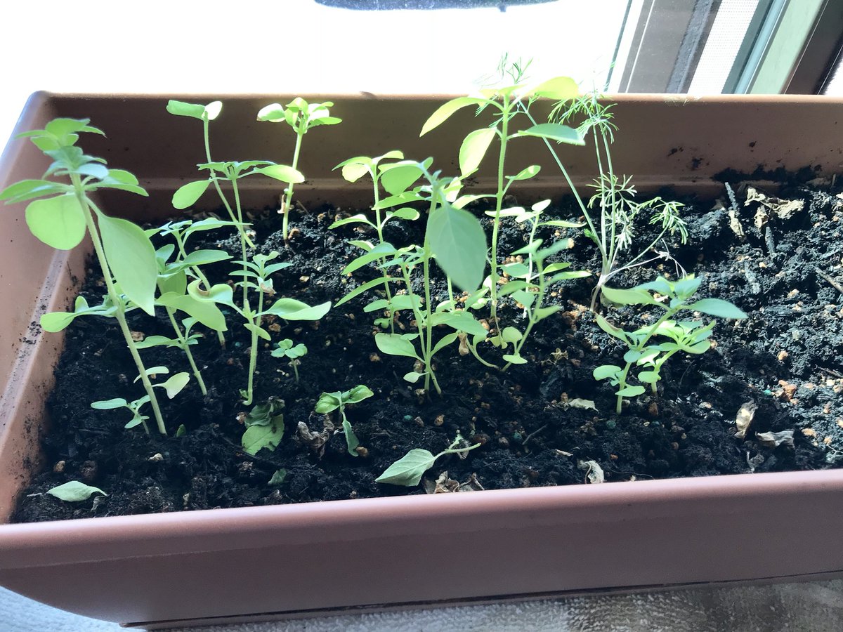 I have never been into gardening like my parents were but I do love to watch things grow from seeds. My little window box gardens get brilliant sunshine in #Winthrop #MA. Both have #Rosemary from seeds, #JalapenoPeppers r growing beautifully & #SweetBasil! @kumie_h, LOOK!☺️