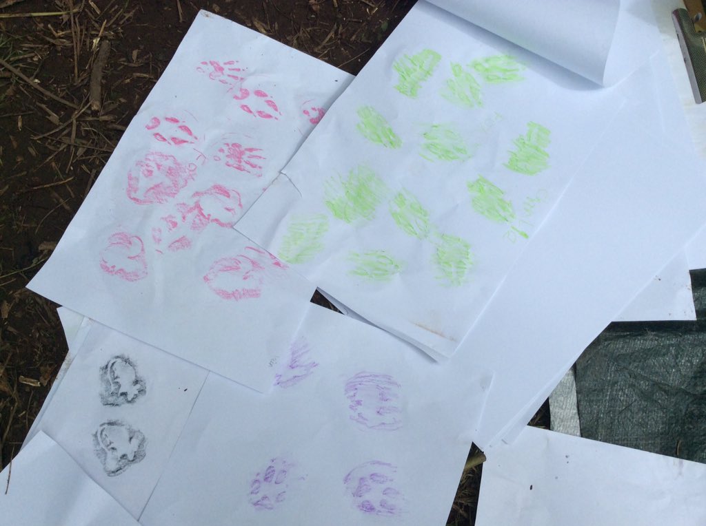 LeafyTrailsFS's tweet photo. Making animal tracks #animaltracks #outdoorlearning #woodlandcreatures #rubbings #forestschool #nature #naturesmart #STEM #idskills #curiosity @Bracoden15 https://t.co/onkJiczyvo