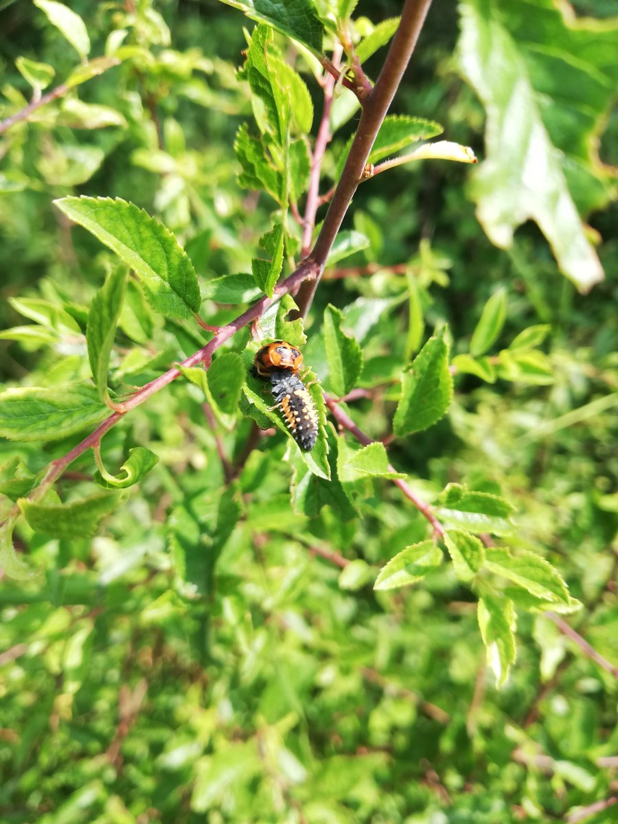 CarreFerme's tweet photo. #Tour de #Plaine implantation de #bandes et #ilots mellifères pour les #insectes #auxiliaires et #pollinisateurs
= Lutte #biologique par #Conservation et #Création d'habitats

#AgrisNégoce #Innovation #Agroecologie #Equilibre insectes #prédateurs #ravageurs
@BiodiversId @RBAbuzz https://t.co/0bWqbPen2a