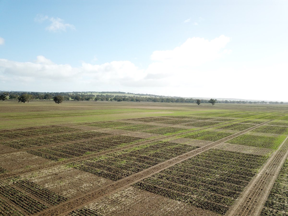 A neat and tidy NVT site at Dandaragan WA starting to show signs of life after some much needed rainfall.#livingfarm #westmidlandsgroup #pioneerseeds #GRDC