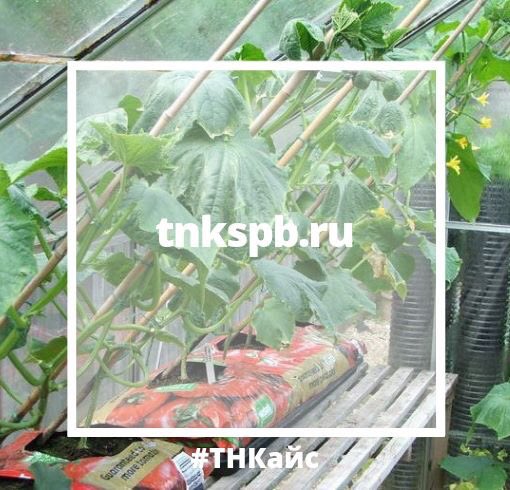 TNKspb's tweet photo. Лайфхак для дачников!

#дача #лето2019 #грунт 

https://t.co/pkhLS0mgUF https://t.co/KHkEJhGNLr