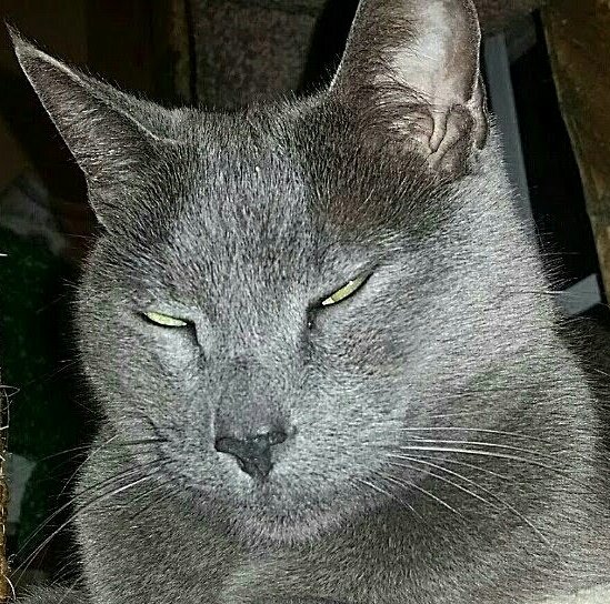 Blutospin's tweet photo. i givez all yewz diz dubble #stinkyeye wiff my #whiskerswednesday .Tank yews so muzh fur all yur #soopermumz tweetz!😻😻👩💙💚💜 @ZombieSquadHQ @GregariousGus @Mygreatredmare @Aki_and_Kari @3coolkatz @Pixie_Tooth @MillieOTLFP @mhmelbourne @TeddyTedaloo @TeddysFamiwy @kenobe_wan https://t.co/VF6X4YFYCj
