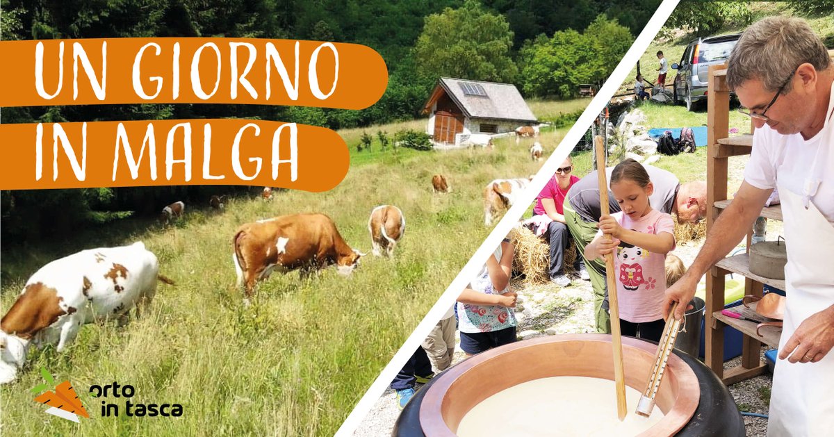 Vi piacerebbe vedere come si prepara in diretta il formaggio? Se la risposta è sì, allora non mancate al nostro evento "Una giornata in malga"! bit.ly/MalgaQuarnan
#malga #malgaquarnan #gemona #livefvg #mangialocale #mangiabene #friuli  #mucche #latte #formaggio