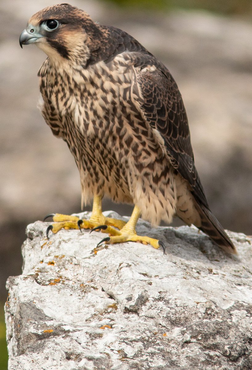 RoutledgeSteve's tweet photo. A few Peregrine record...ahem shots from the weekend at Malham Cove @traceydawn2 @JABBIRDART https://t.co/ToqXKTHjYa