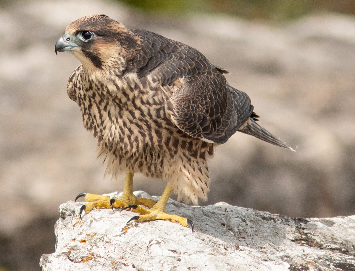RoutledgeSteve's tweet photo. A few Peregrine record...ahem shots from the weekend at Malham Cove @traceydawn2 @JABBIRDART https://t.co/ToqXKTHjYa