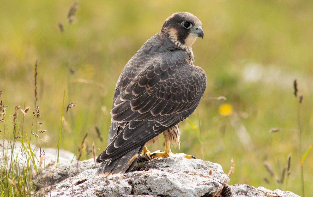 RoutledgeSteve's tweet photo. A few Peregrine record...ahem shots from the weekend at Malham Cove @traceydawn2 @JABBIRDART https://t.co/ToqXKTHjYa