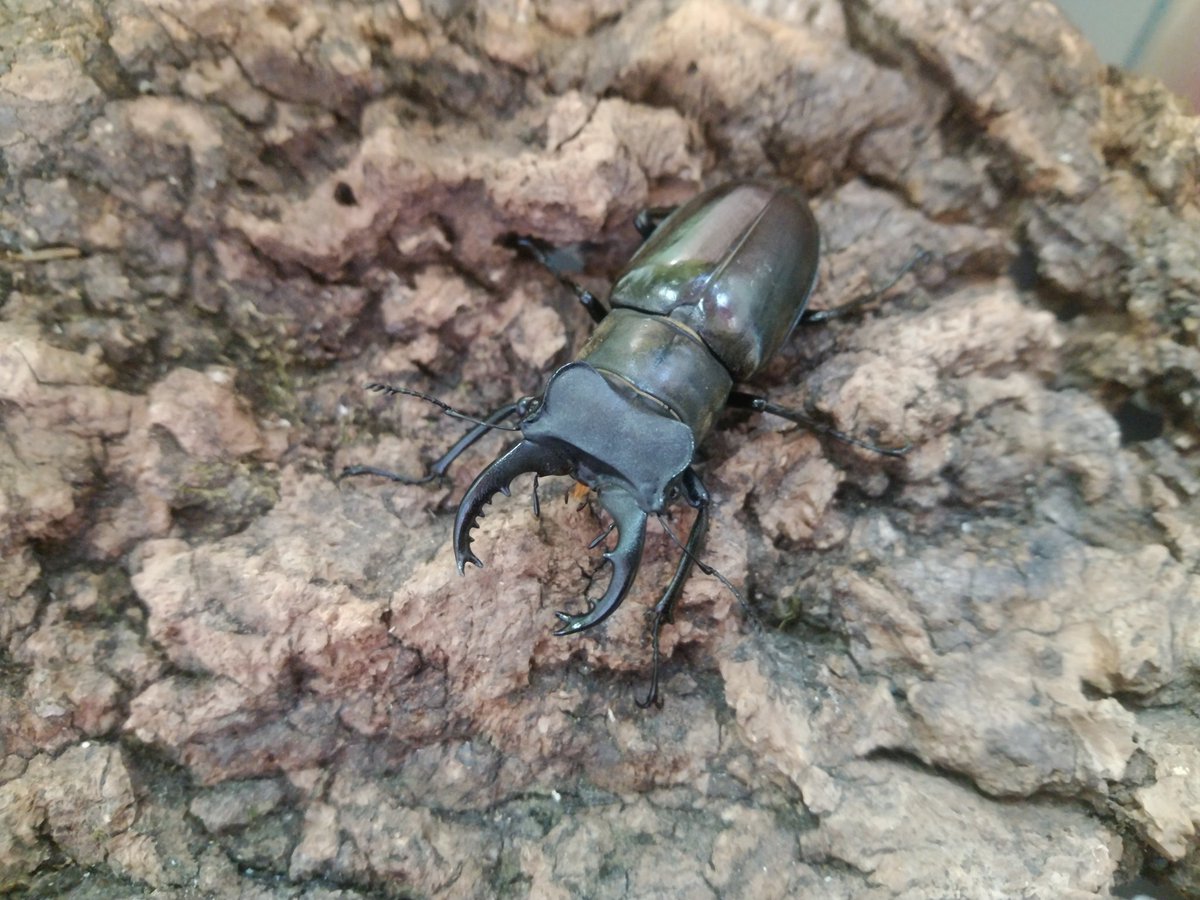 今日も12時から営業中です♪
今日は新たに野外品ホウライミヤマペア、飼育品クリイロミヤマを陳列しました(^O^)/
低温種はワインセラーに入れてるので、覗いて見て下さい♪
また、フィリピン便も新たに数種類数ペア陳列しました！
そちらも是非見に来て下さい♪
ご来店お待ちしております🙇