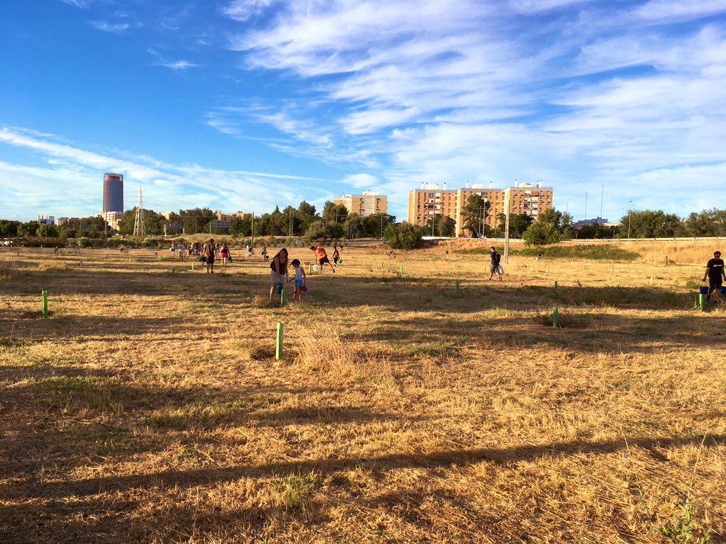 sevillamasverde's tweet photo. 👨‍👩‍👧💚🌳 El pasado lunes hicimos FUTURO en la Vega de Triana. Regamos con cariño los cientos de árboles sembrados por voluntariado en invierno. También hubo apadrinamientos 🙋🏻‍♀️🌱. ¡Gracias a tod@s por participar! @RedCiudadanaSev #SevillaHoy #CinturonVerdeSevilla https://t.co/QAN58O3gNu