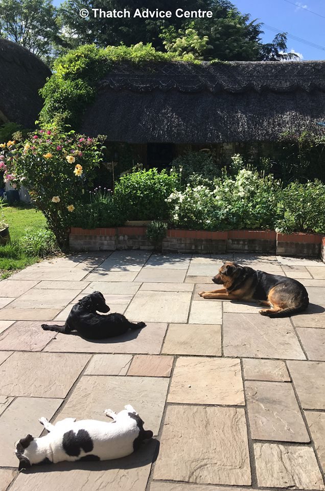 #ThatchAdvice #WednesdayWisdom
Dogs die in hot cars, please leave them at home when the weather is hot.  <a href="/RSPCA_official/">RSPCA (England & Wales)</a>