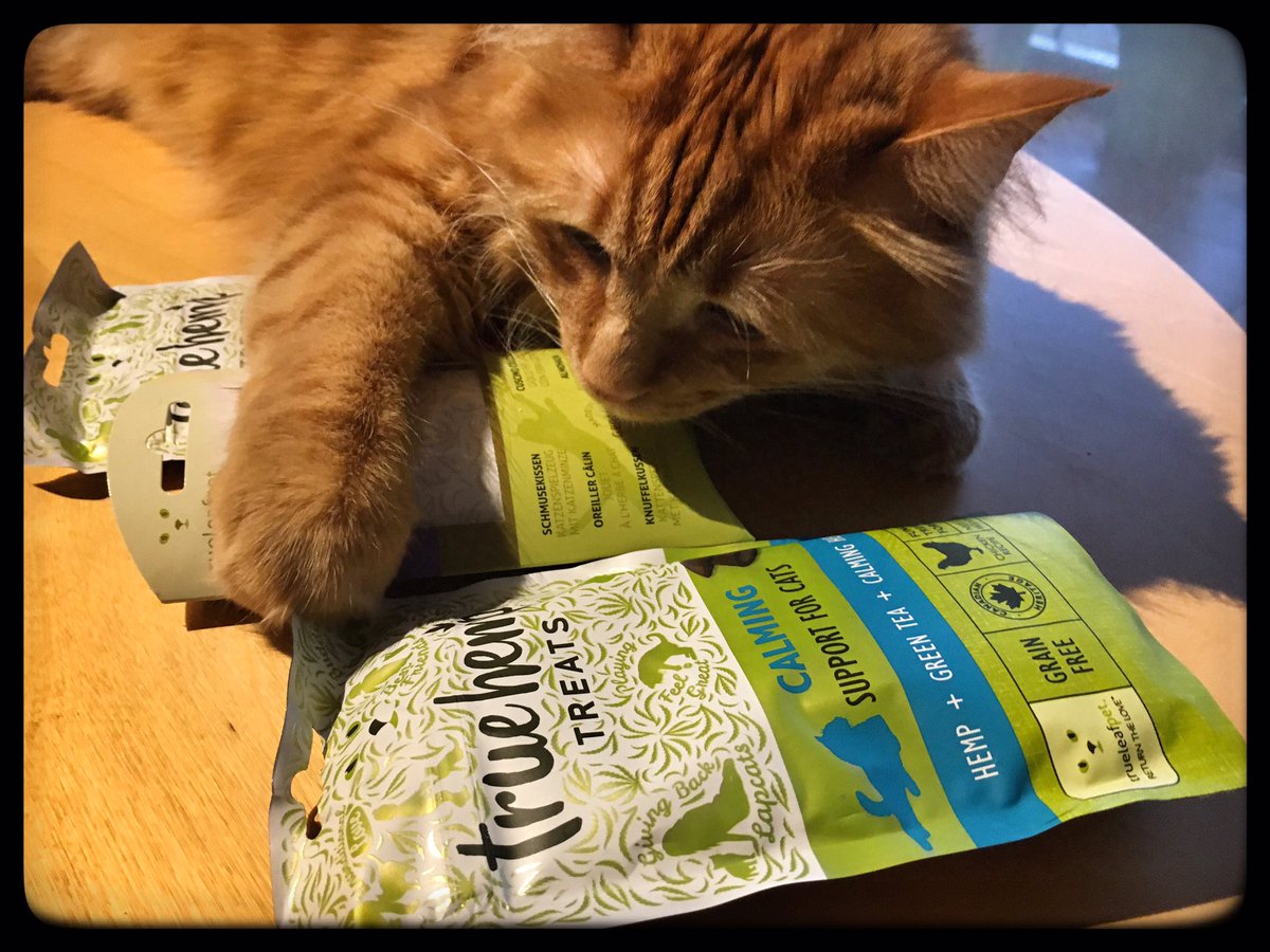 Newton_Korath's tweet photo. 🇫🇷 je crois que j’aime vraiment les produits #trueleafpetfr...😸
----
🇺🇸 I think I really like @trueleafpet products...😸
----
#️⃣ #Newton #chat #cat #laSPA #SociétéProtectriceDesAnimaux #30millionsdamis #AdoptDontShop #Rescued #catoftheday #fluffycat #CatToy #trueleafpet https://t.co/UmWCBcbodH