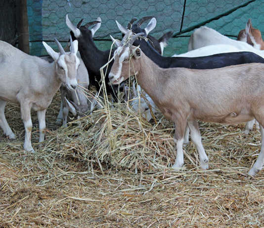 jaguza_app's tweet image. Additives, supplements, hormones, antibiotics, and etc. are generally very effective ways to improve animal performance and efficiency. If used, these should be fed as prescribed on the label, or under the care of a veterinarian. #JaguzaLivestockApp #LivestockTips