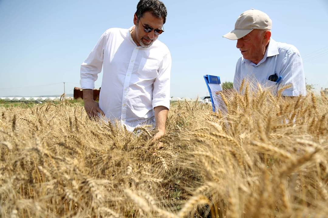 bledicuci's tweet photo. Në fshatin Toshkëz të Lushnjes është një sipërmarrje unike në llojin e vet.👉 ‘AgroArfa’ është vetmja qendër private në Shqipëri për përmirësimin gjenetik dhe prodhimin e farës.✅ Prej 8 vitesh këtu prodhohet farë gruri dhe misri nëpërmjet kryqëzimit me metoda konvencionale. 👍 https://t.co/WUeKNoS9hP