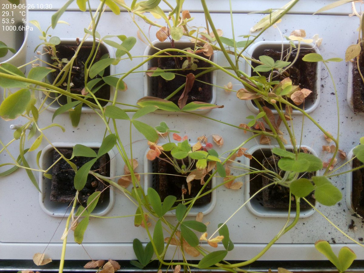 krautbeet's tweet photo. 29.1 °C at 53.5 % humidity and 1000.6 hPa barometric pressure https://t.co/90gg7qKeX1