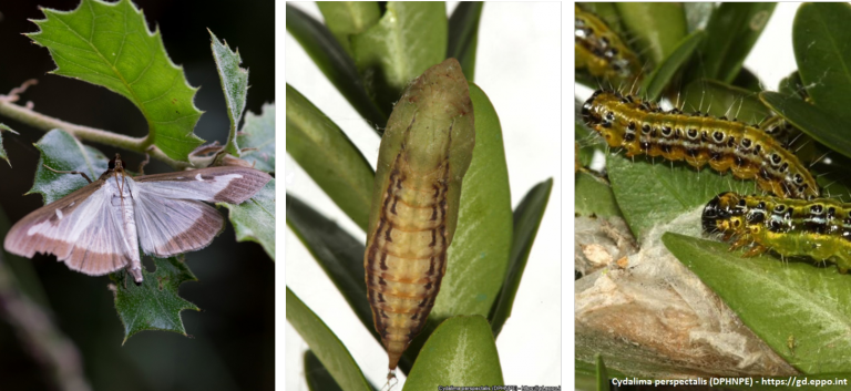 Sabíeu que l'#erugaboix...?🐛

🌏Té origen asiàtic i va ser introduïda a Alemanya i als Països Baixos al 2007 a través del comerç de plantes vives

🦋En la seva fase d’arna pot volar diversos kilòmetres 

🌿Fan fils de seda per a desplaçar-se d’uns boixos a uns altres