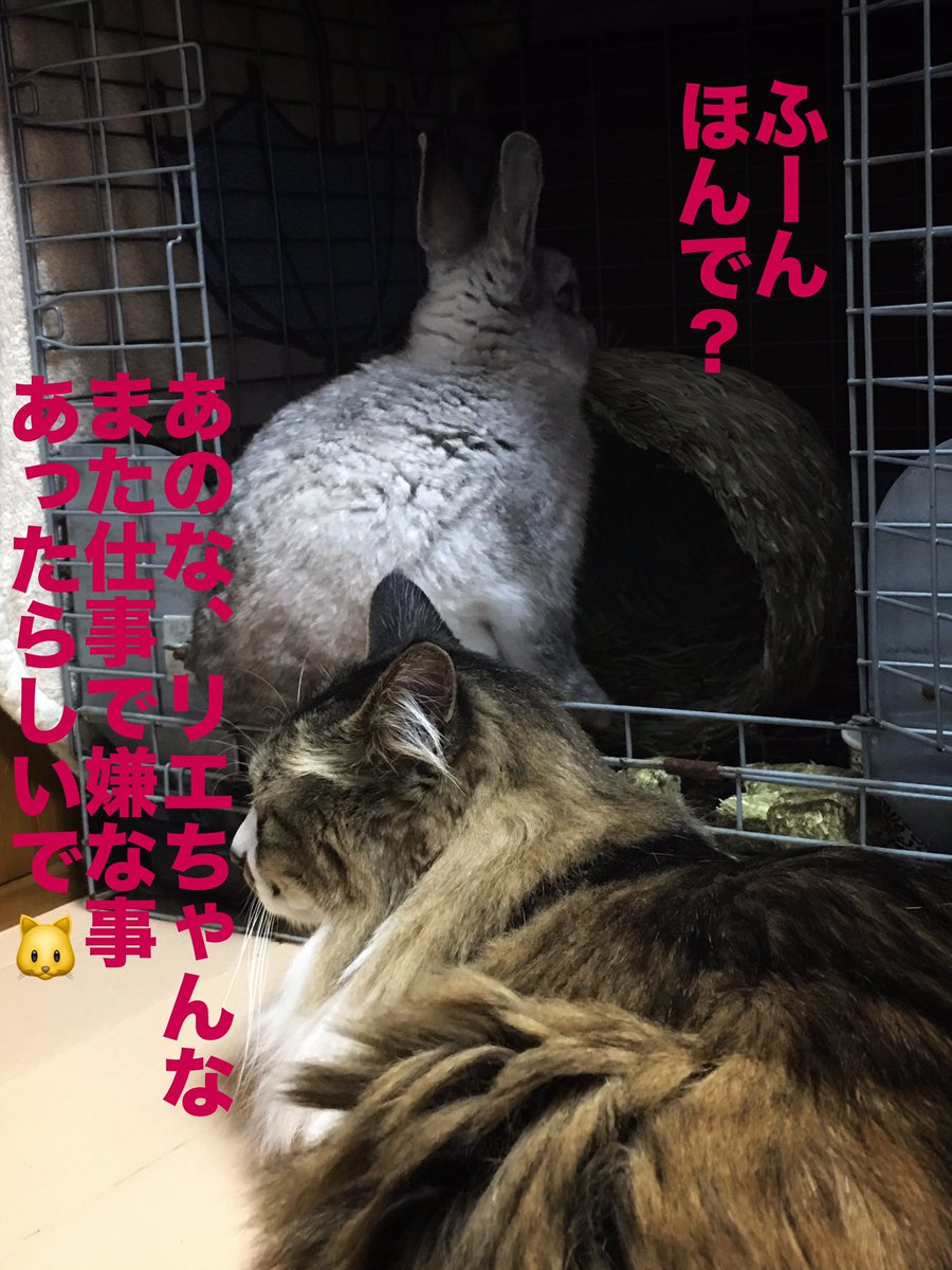 ジルさま على تويتر 藤原紀香