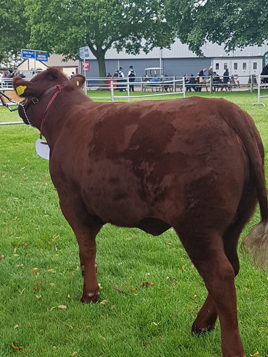 Shearwell's tweet photo. Lincoln Redβs are first up in the cattle ring at the @norfolkshow
@AQMlivestock are looking after Liz Speller she has the @te_pari HD3 & our SDL150 on an @IAE1969 crate for you to see! #norfolkshow #ShearwellTeam #Stand422 πππ https://t.co/S6dEoaDOsz