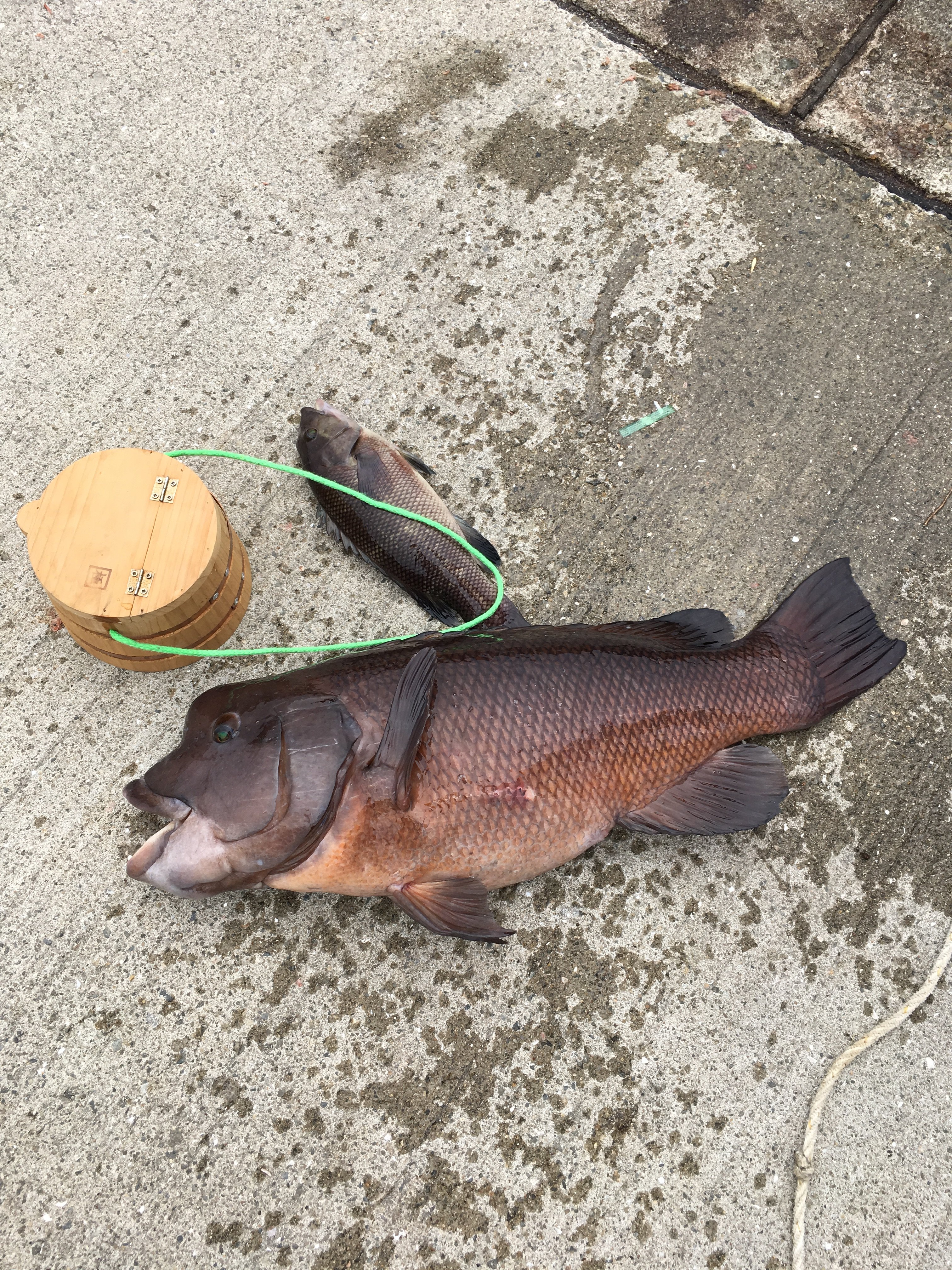 Kashiryuu 神戶須磨的寒鲷 烏魚紫貽貝的落入釣法和ウキフカセ釣法https T Co 01m0ojrgdi Twitter