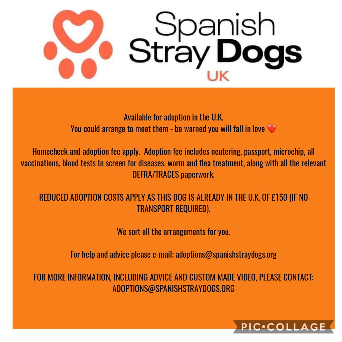 spanishstray's tweet photo. URGENT UPDATE ON CARAMELO

Urgently need #foster in #Scotland for ❤️ pup ideally #Perth #Dundee area.  

Currently in emergency foster, settling nicely but we need to find him home before 10th July.

Desperately trying to keep him out of kennels. 

Adoptions@spanishstraydogs.org https://t.co/opXdLOXHDo
