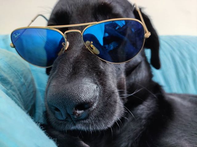 bausocial's tweet photo. Ho scoperto che a Snoopy non piacciono gli occhiali da Sole

#BauSocial

Foto di:
@rcfoto

#joecool #snoopy #dog #doggo #blackdog #doge #bau #rayban #amazon #selfie #mydog #dogoftheday #fashion #dog #style https://t.co/vfYtYk5Dzb https://t.co/3zpK7YUk7Q