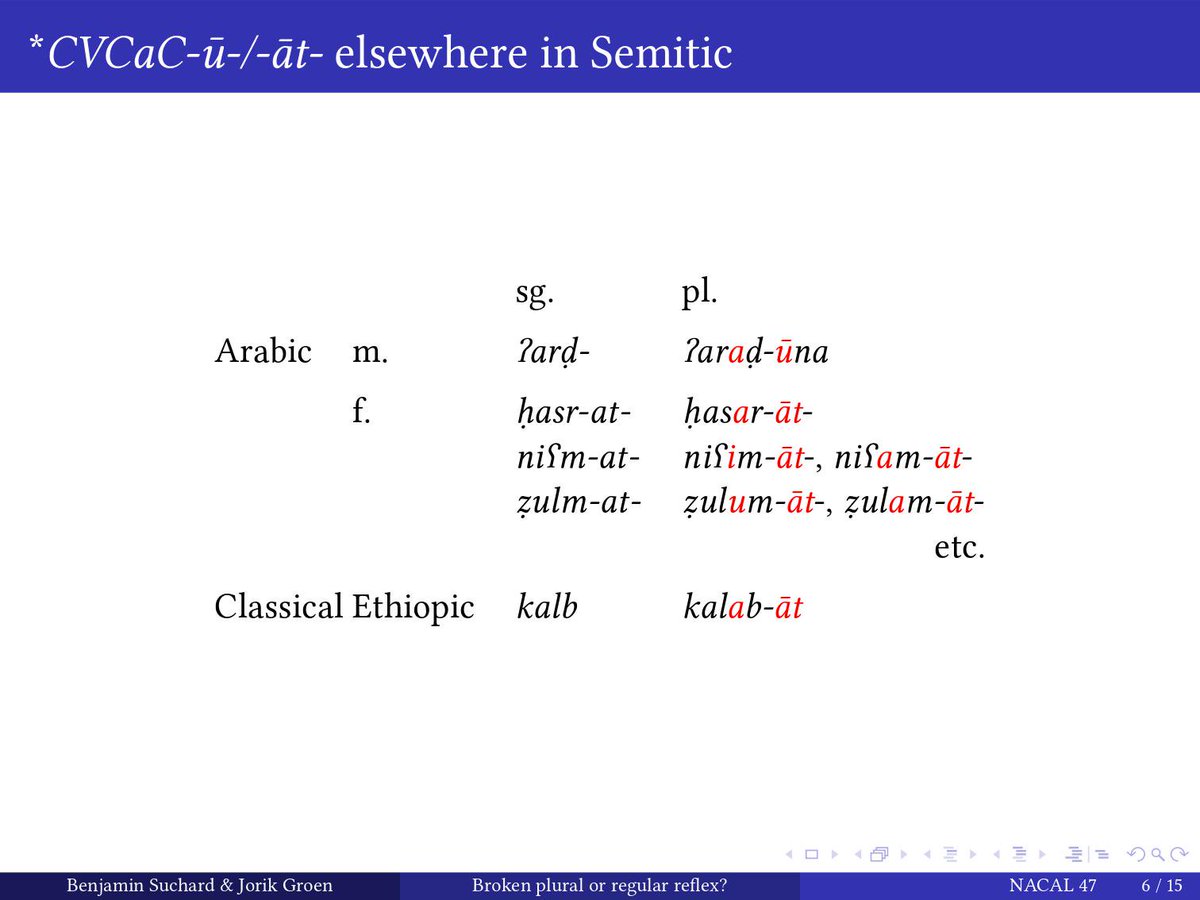 But we also find traces outside of Northwest Semitic. In  #Arabic, this is a common pluralization pattern for CVCC-at- nouns, while we find an isolated form in the word for 'country, land'; also in  #Geez 'dog'.