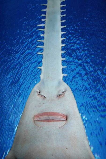 水族館でデート中 気配を感じて振り返ったら この顔がいた Imishin Jp