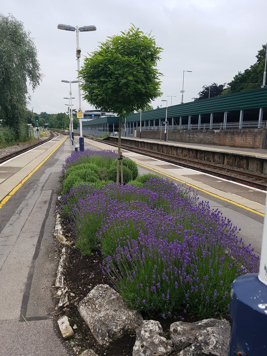Lavender bed on the north side of #Haslemere station