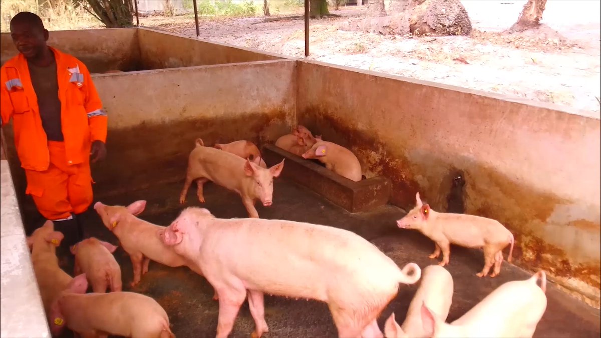Unité de production porcine
Le cheptel porcin de la ferme d'Atora vacille entre 1800 et 2000 sujets. La plus grande performance lors d’une mise-bas est de 15 porcelets. Il faut préciser que la ferme d'Atora pratique aussi l’élevage de porc charcutier <a href="/Grace_Patcheli/">Grâce Patcheli</a> <a href="/romi_oyo/">Honorable Romi Oyo</a>