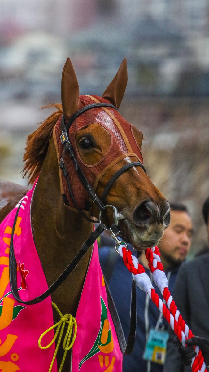 ゆーすけ 競馬写真 A Twitter ラッキーライラック 壁紙サイズです 僕も大好きな馬の一頭 これからの更なる活躍への期待も込めた作らせてもらいました ご自由にどうぞ ゆーすけ 競馬写真 A Twitter ラッキーライラック 壁紙サイズです 僕も大好きな馬の一頭 これからの更なる活躍への期待も込めた作らせてもらいました ご自由にどうぞ