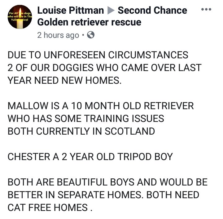 SCD_Rescue's tweet photo. A couple of our adopted dogs are in the unfortunate position of needing to be re-homed.
MALLOW &amp; CHESTER

DETAILS BELOW https://t.co/ty4xxuBCSo