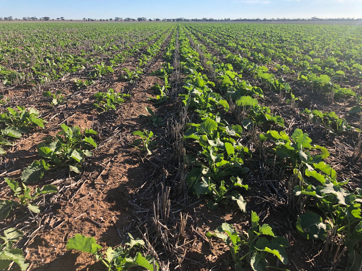 Invigor T4510 vs Stingray (retained seed) Hybrid flying along to 8 leaf 💪 @Kinnabulla Lets see how they yield <a href="/tyler_lehmann7/">Tyler Lehmann</a>