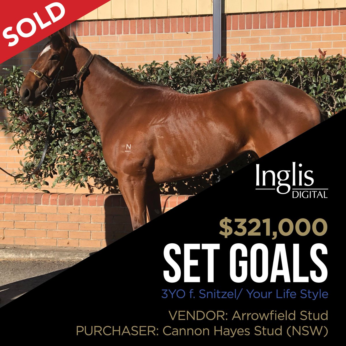 inglis_sales's tweet photo. @InglisDigital is proud to announce the sale of SET GOALS - offered by @ArrowfieldStud - for $321,000 to Cannon Hayes Stud, setting a new Southern Hemisphere Online Thoroughbred Auction record. #ProvenSource #TrustedName
🔵See the June results here: https://t.co/R7cGRk7Ysz https://t.co/2NWG9wf6mj