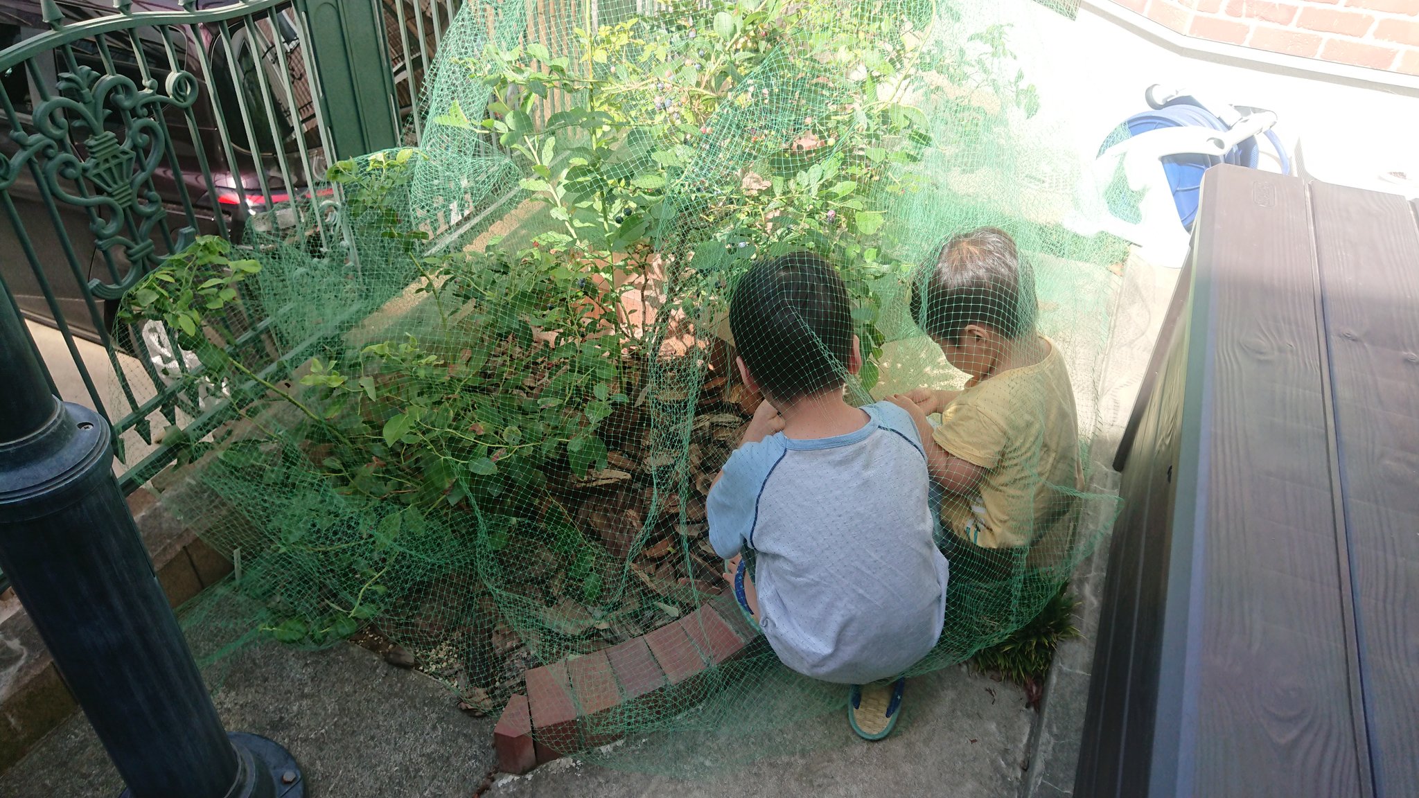 みのりん 昨日鳥避けのネットをかけたら 夕方には大物が引っ掛かっていました 完熟するまえに盗み食いされていたのか どうりで ブルーベリーがすぐなくなるわけだ 防鳥ネット ブルーベリー 鳥害 珍獣 T Co Xhwp3vsrdi Twitter