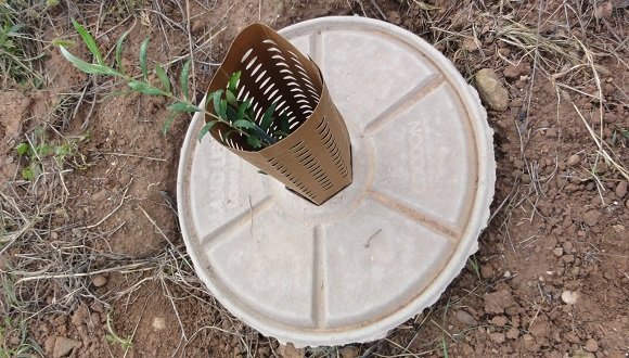 📅AGENDA: Com fer plantacions d'arbres amb èxit? 

Aprèn amb el <a href="/CREAF_ecologia/">CREAF</a> i la <a href="/fundacioemys/">Fundació Emys</a> com fer-ho amb el sistema #cocoon!

🌱

#restauracióambiental #plantacions 

🔗creaf.cat/es/node/12378