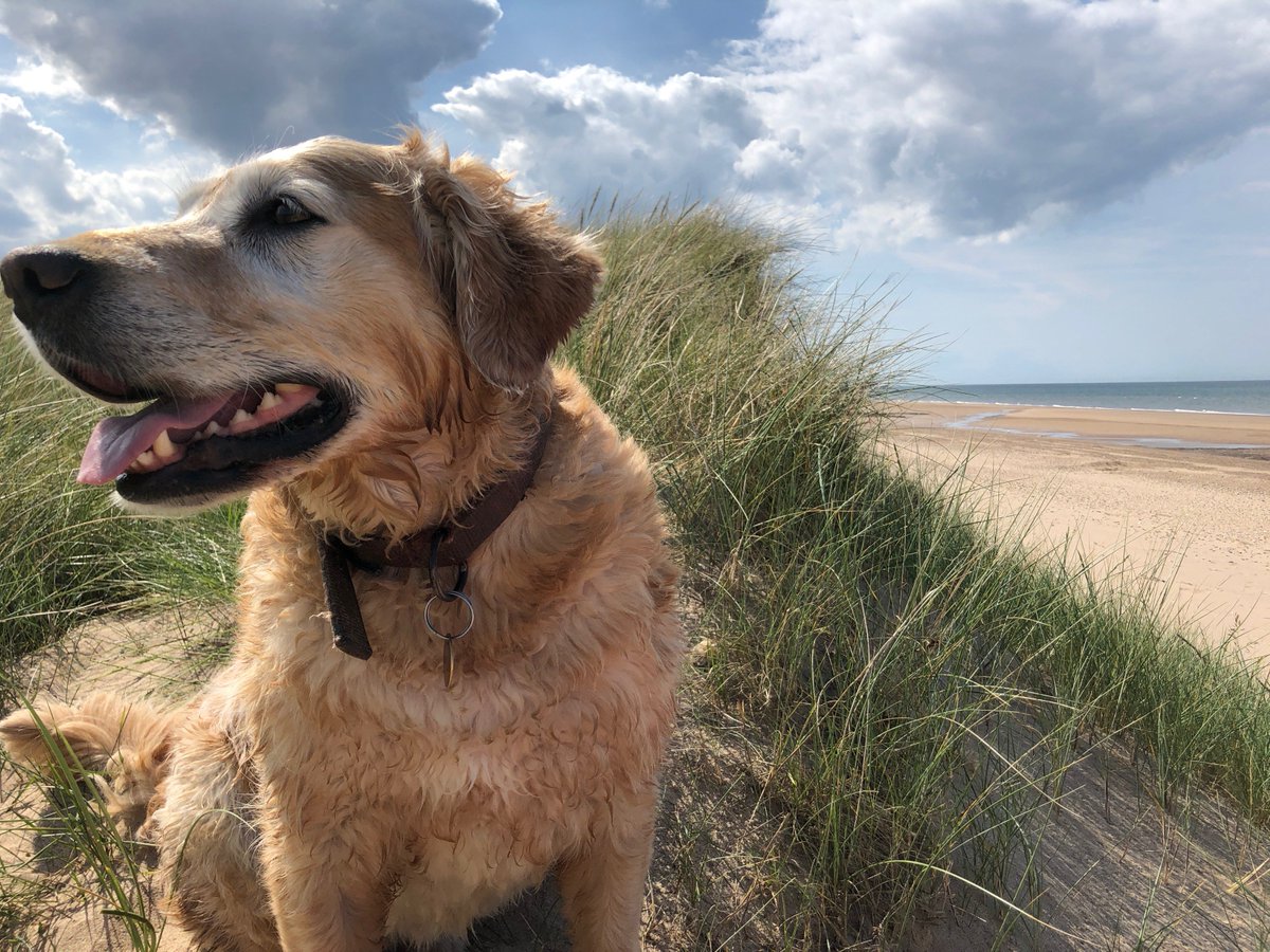 Norfolk's a great place to walk on the sand with your pooch. Here's our top 10 dog-friendly beaches bit.ly/2ysILO7 #MondayMotivation