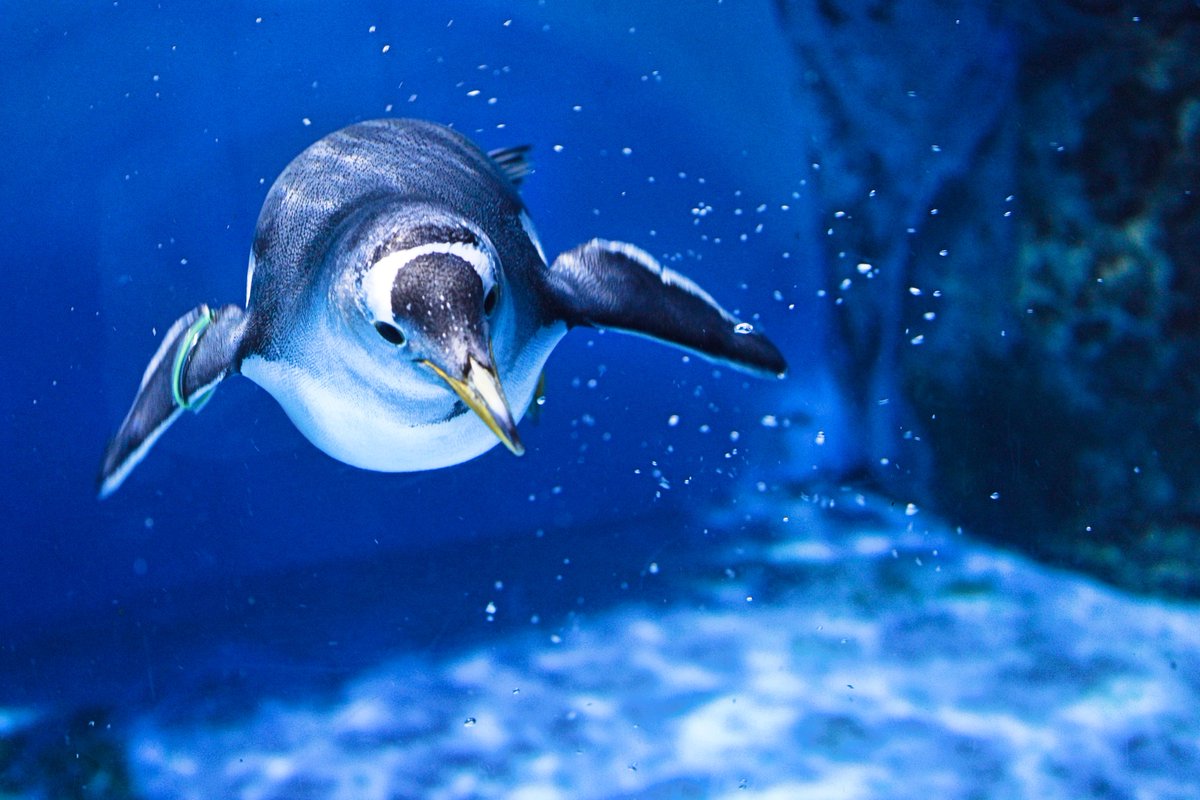 shiu_you's tweet photo. 水の中を飛翔する鳥　ペンギン
#写真好きな人と繋がりたい 
#ファインダー越しの私の世界 
#photography
#シーパラ
#八景島シーパラダイス https://t.co/HwvJELIkzv