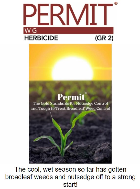 rjanssen19's tweet photo. Cool and Wet.  Getting more reports of nutsedge in areas it has not been seen for a while.  Permit Herbicide by Gowan Agro Canada is the answer in corn. https://t.co/am50fKeLW3 https://t.co/of0YOgyZpF