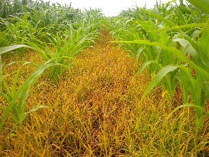 rjanssen19's tweet photo. Cool and Wet.  Getting more reports of nutsedge in areas it has not been seen for a while.  Permit Herbicide by Gowan Agro Canada is the answer in corn. https://t.co/am50fKeLW3 https://t.co/of0YOgyZpF